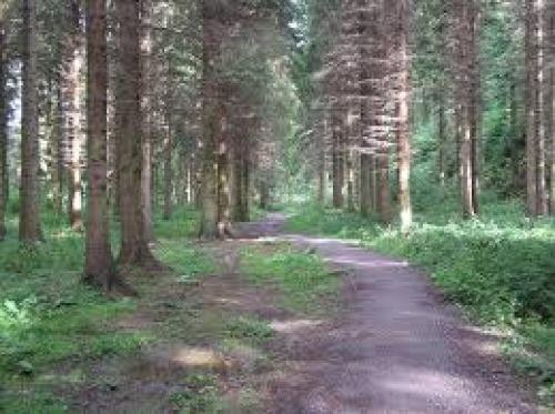 hamsterley trees.jpg_1545428804